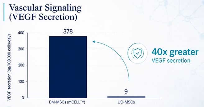Vascular signaling chart showing greater VEGF secretion for bone marrow-derived MSCs